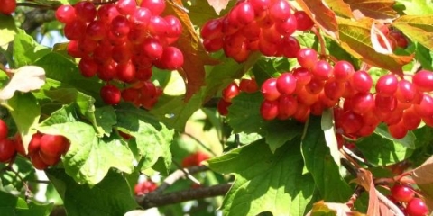 Kada i kako je najbolje sakupljati viburnum